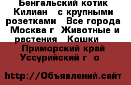 Бенгальский котик Килиан , с крупными розетками - Все города, Москва г. Животные и растения » Кошки   . Приморский край,Уссурийский г. о. 